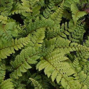 Polystichum polyblepharum ---